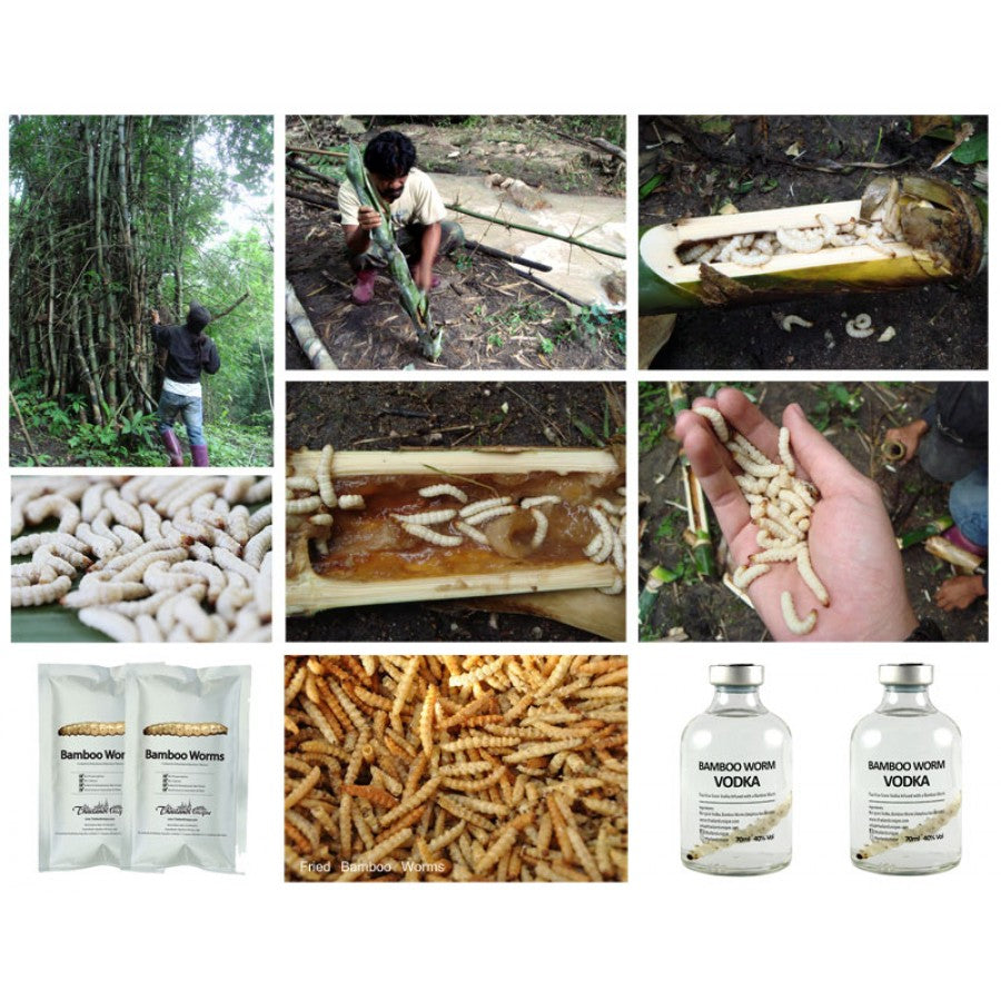 Verme del bambù vodka