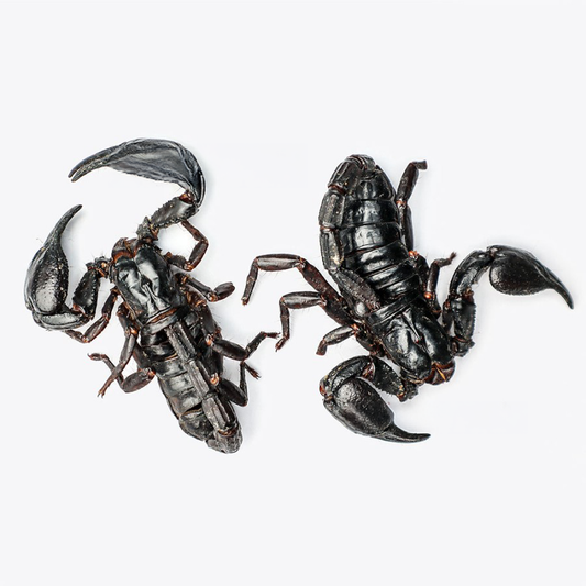 Scorpione asiatico nero edibile della foresta
