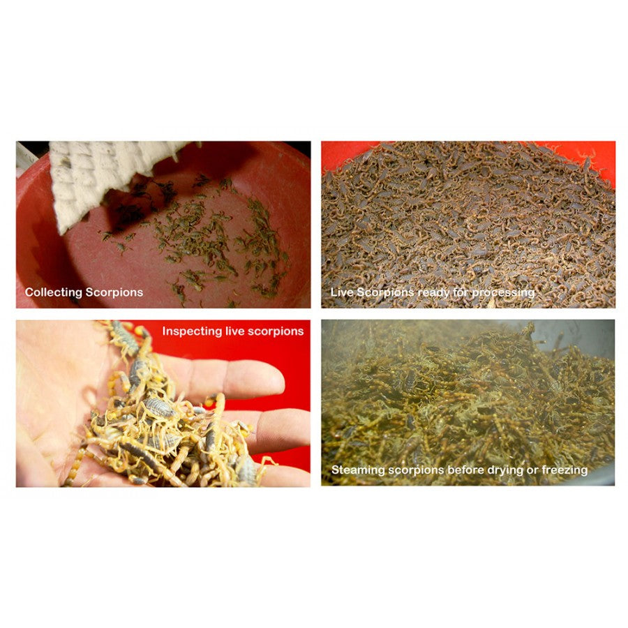 Scorpioni edibili x25