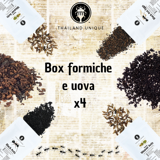 Box formiche e uova x4