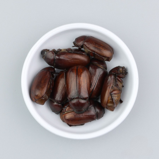 Coleotteri di giugno 100g