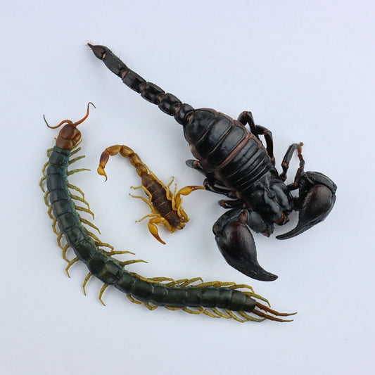 Aracnidi velenosi edibili