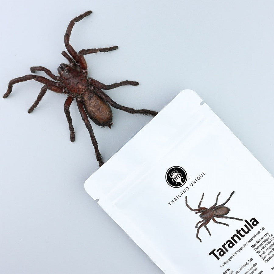 Tarantola edibile